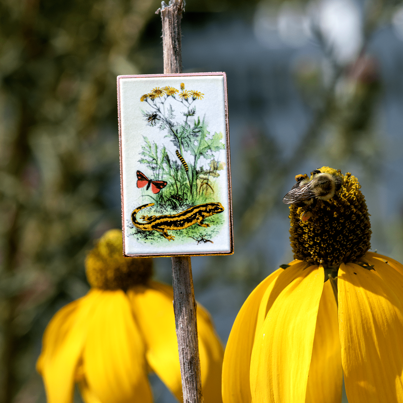 Warning Coloration Vintage Illustration Pin by The Roving House