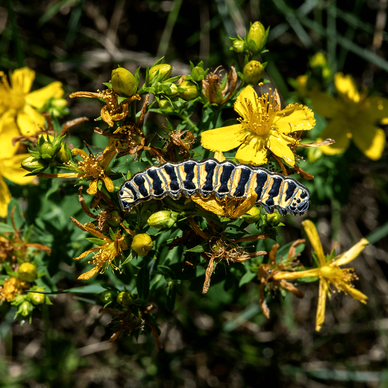 Cinnabar Moth Bug Box by The Roving House