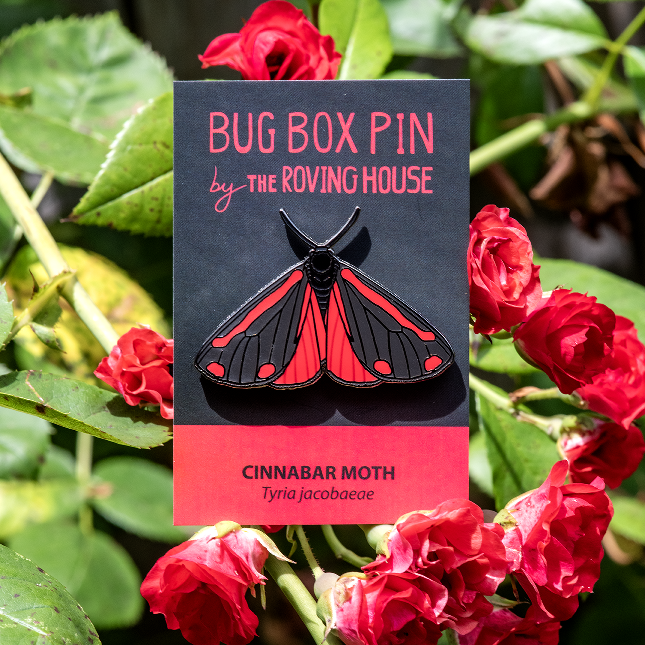 Cinnabar Moth Bug Box by The Roving House
