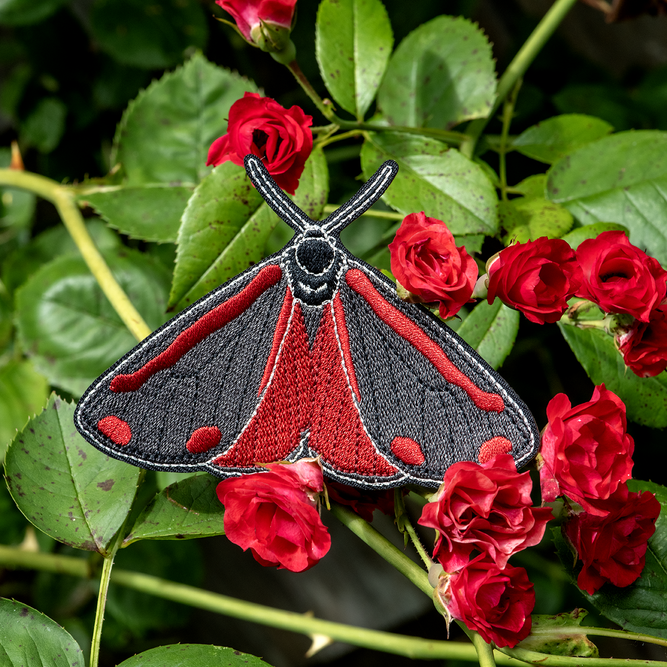 Cinnabar Moth Bug Box by The Roving House
