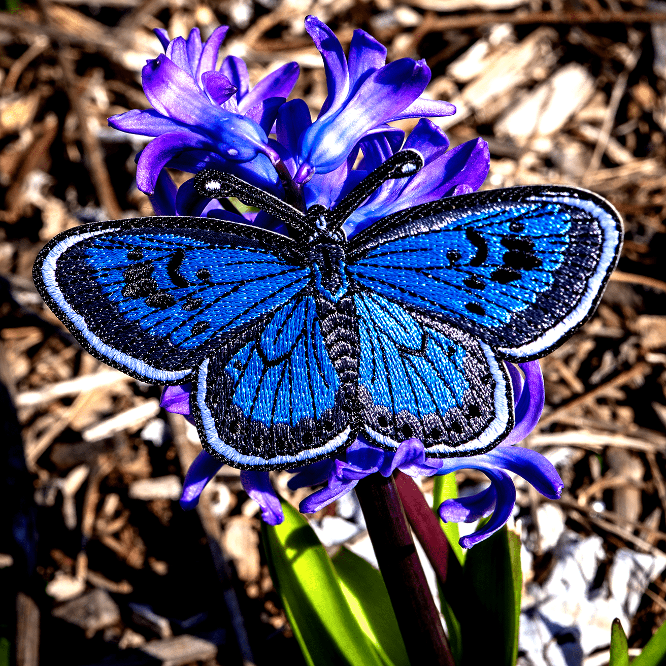 March 2024 Bug Box (Large Blue Butterfly) by The Roving House