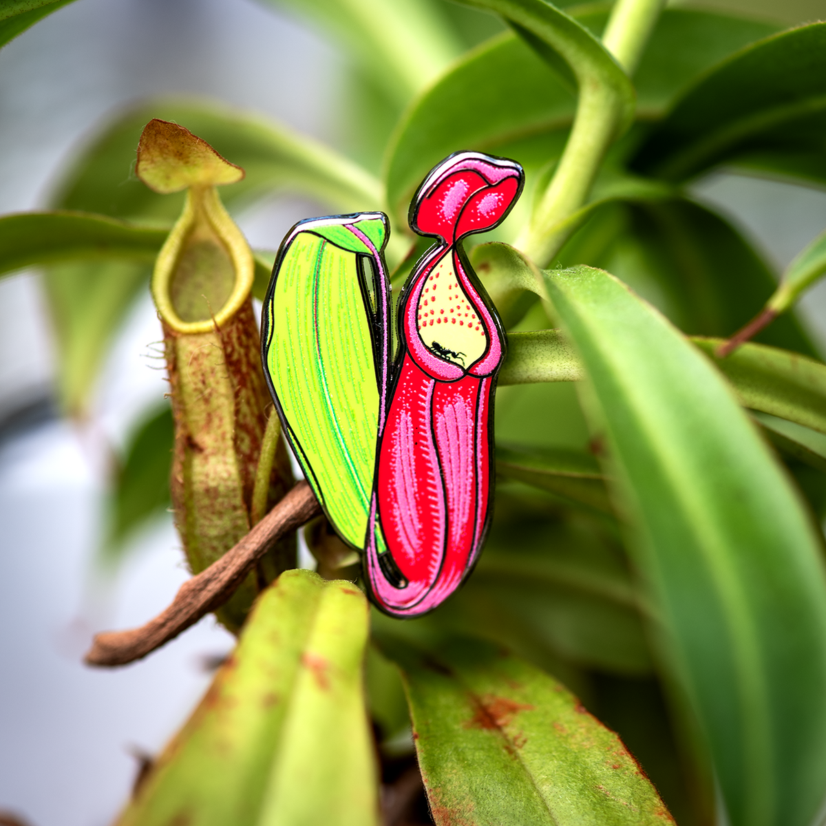 Nepenthes Sanguinea Pitcher Plant Enamel Pin by The Roving House