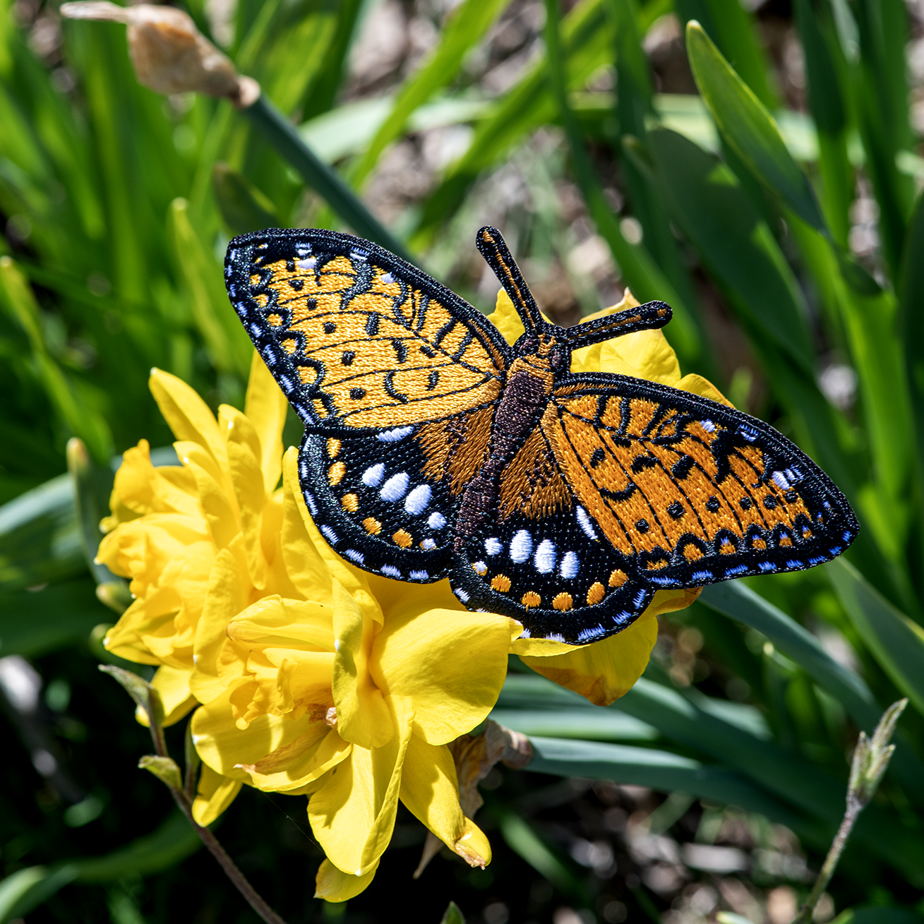 Regal Fritillary Butterfly Bug Box by The Roving House