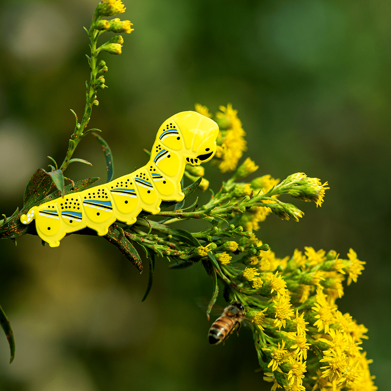 Death's Head Hawkmoth Caterpillar Pin by The Roving House