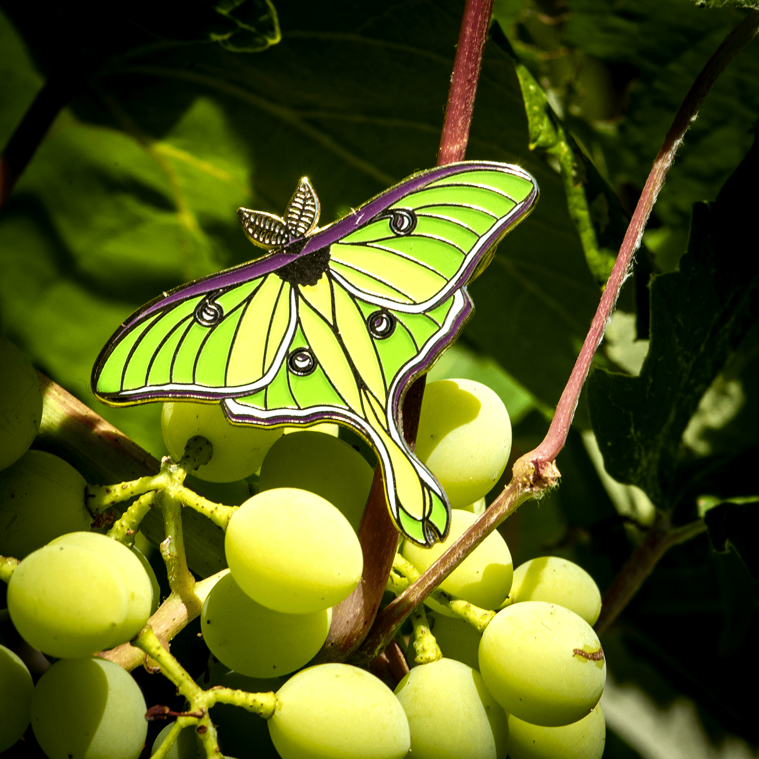 July 2022 Bug Box (The Luna Moth) by The Roving House