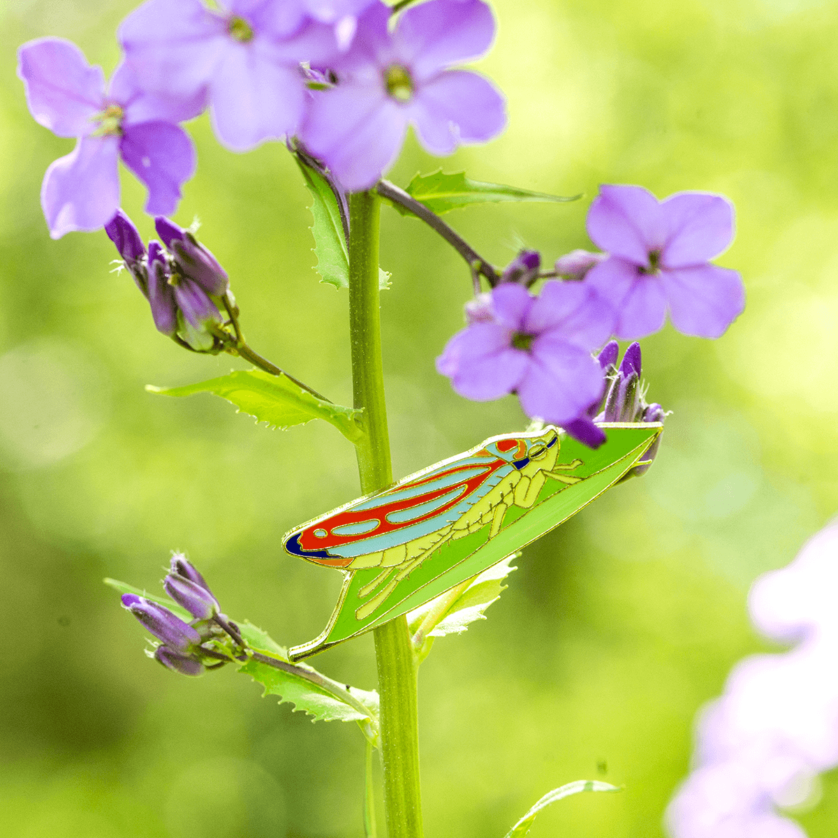 Candy Striped Leafhopper Pin by The Roving House