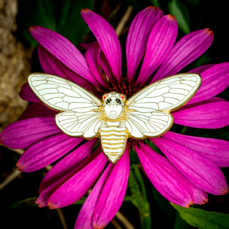 Molted Cicada Life-sized Pin by The Roving House