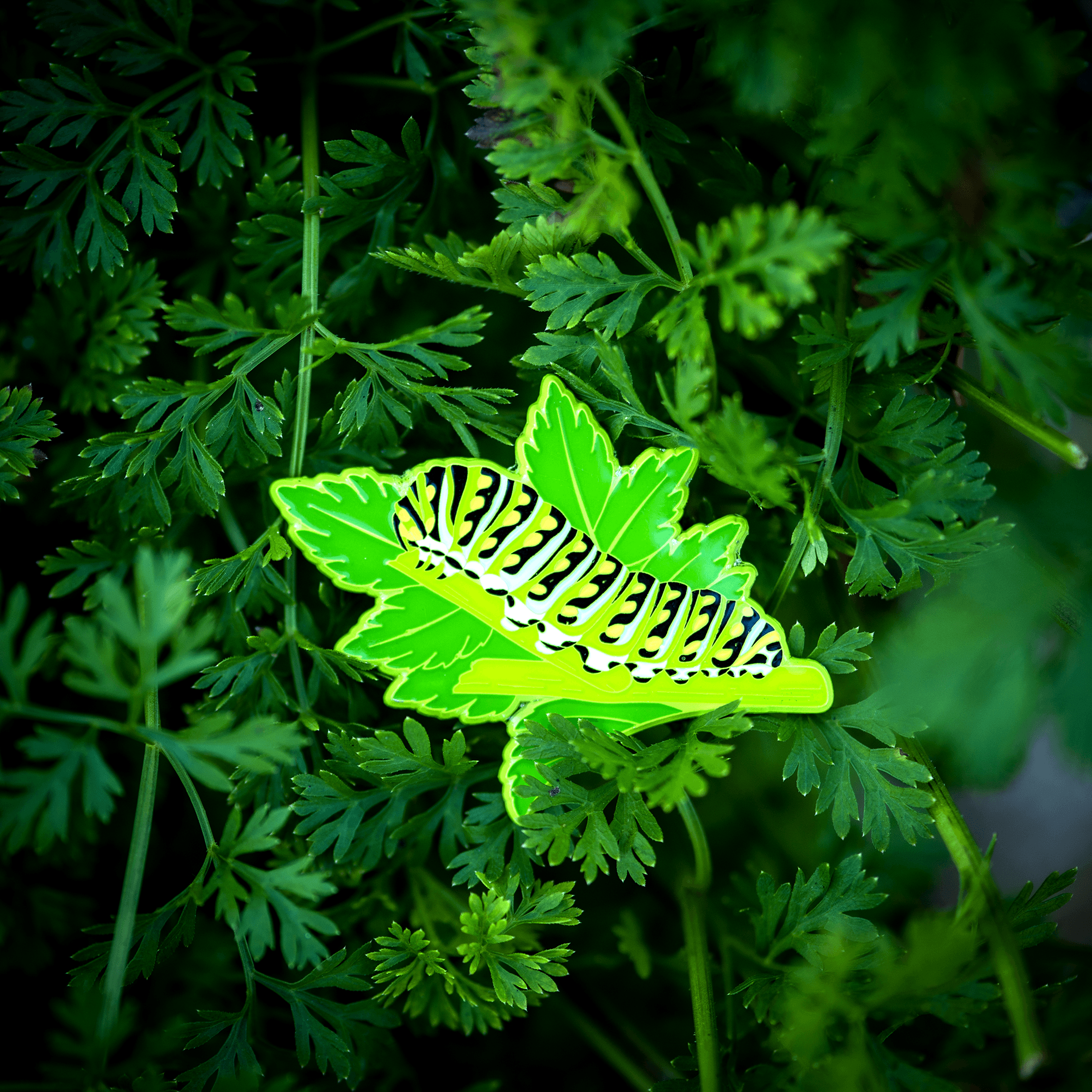 Parsley Worm Caterpillar Pin by The Roving House