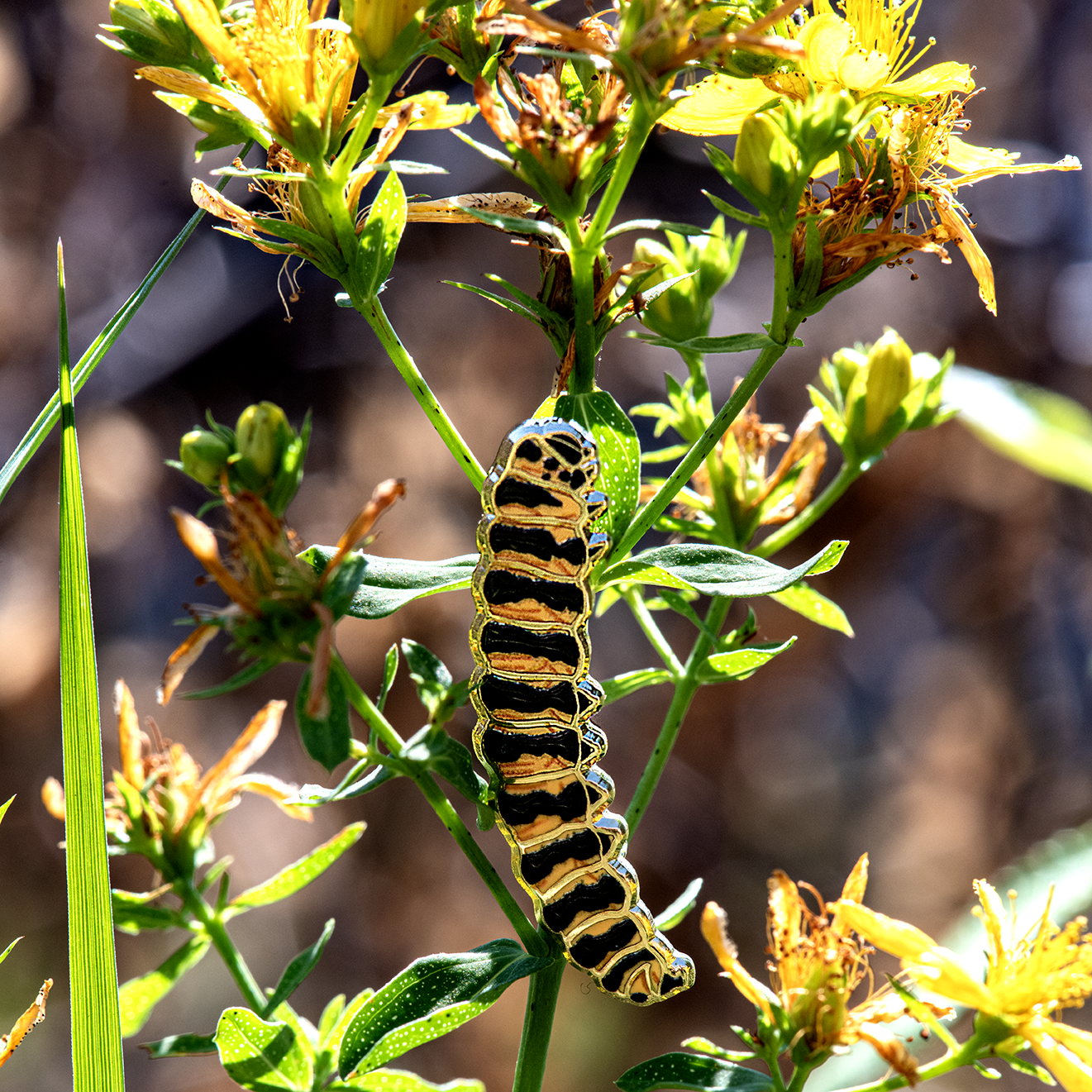 Cinnabar Moth Bug Box by The Roving House