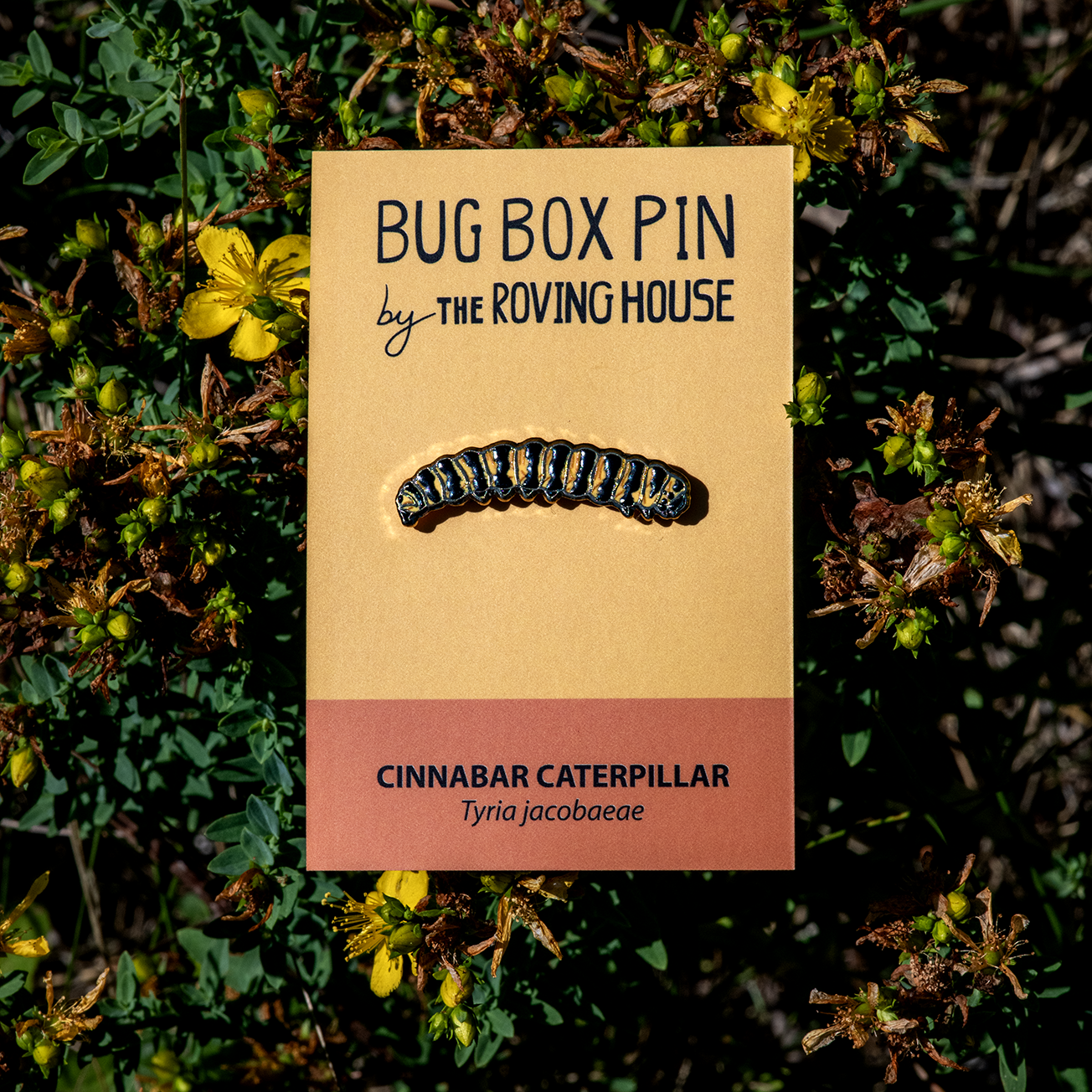 Cinnabar Moth Bug Box by The Roving House