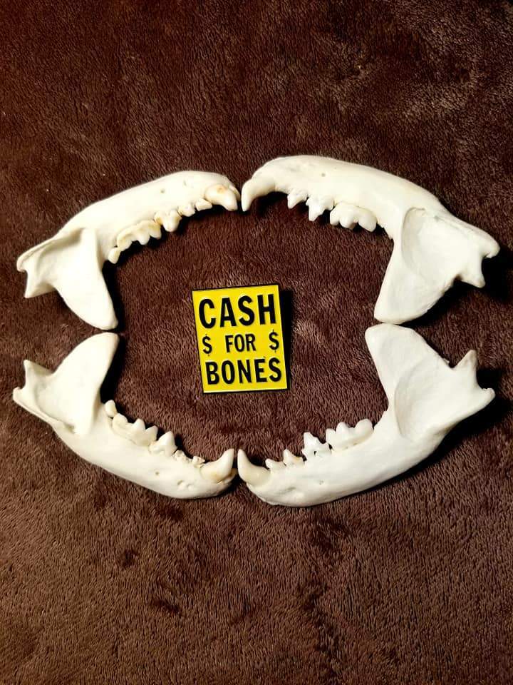 "Cash for Bones" pin surrounded by jaw bones. Photo by Samara Livet.
