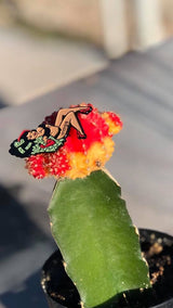 GMY$ enamel pin - v8.0 "Bonita"