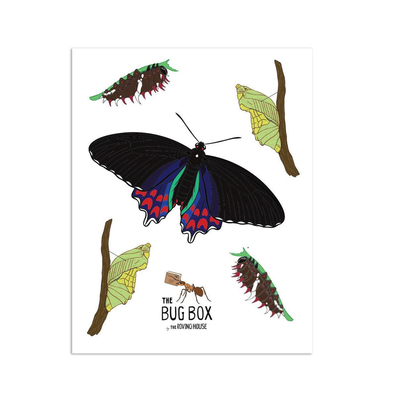 February 2022 Bug Box (Pink-spotted Cattleheart Butterfly) by The Roving House