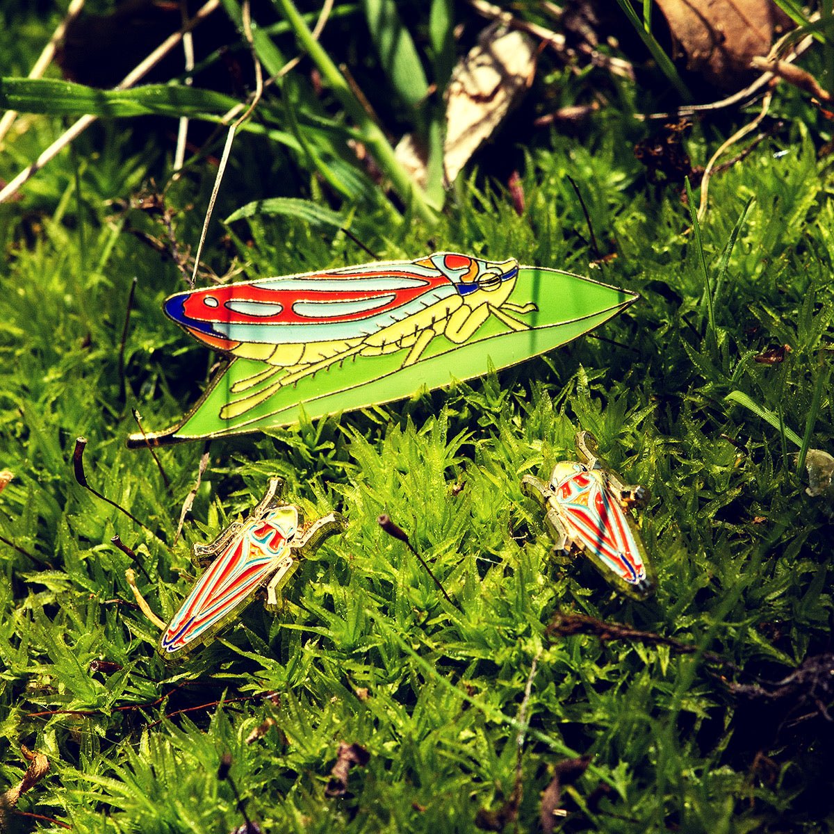 May 2022 Bug Box (Candystriped Leafhopper) by The Roving House