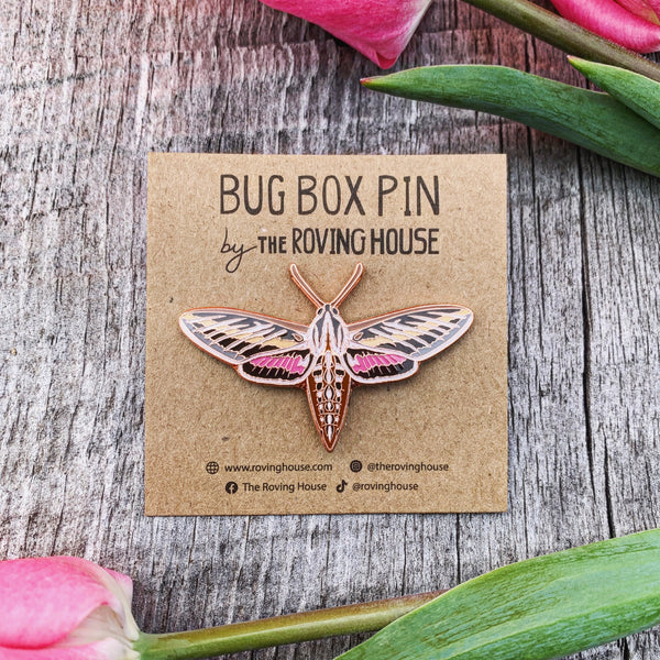 May 2021 Bug Box (White Lined Sphinx Moth)