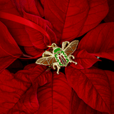 picture of a mistletoe beetle in a "pinned specimen" position in gold metal with green and red shell and orange wings photographed on a poinsettia .
