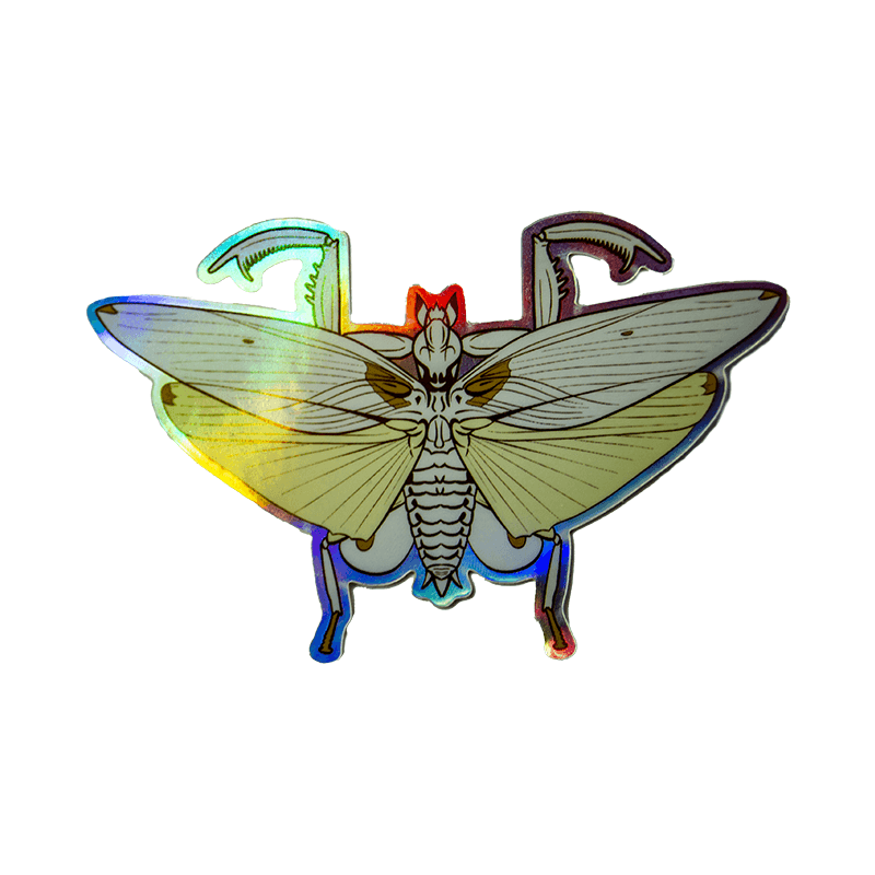A classic "pinned specimen" style sticker of the adult female orchid mantis, featuring subtle shimmer on the insect and a bright holographic rainbow border.