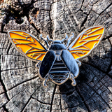 March 2022 Bug Box (Jewel Scarab Beetles)